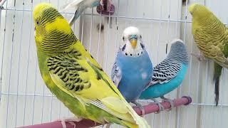 happy budgie chirping sound 