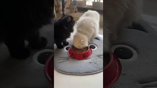 It’s Gravy time  #cat #youtubeshorts #chloe #pets #catlover #kitten #catlover