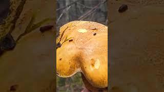 Маслёнок желто-бурый (Suillus variegatus) short #shorts