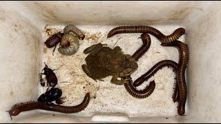 One Giant Toad | Many Giant Millipedes | the Huge Beetles and White Worms in Village || #insects