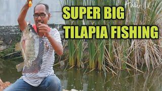 Big tilapia fishing in the swamp