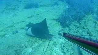 Spearfishing Stingrays - Vatoz – Zıpkınavı - MIDLAND XTC-270 (MIDLAND XTC-280) - I DIDNT KILL !!!