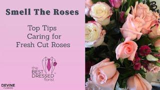 DEVINE FLOWERS:  how to care for Fresh Cut Roses