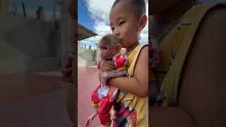 Baby so cute #monkey #monkeysr #cute #babymonkeybobby #funny #cutebaby