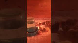 первые часы жизни перепелов. The first hours of life of a quail