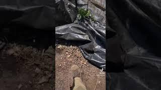 How do we irrigate our garden? #shorts