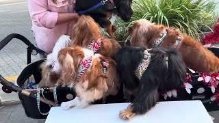 A Cavalcade of Cavaliers 