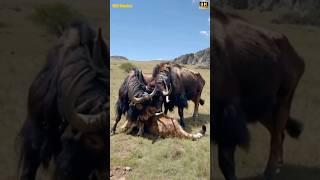 Wait... Did a Wild Yak Just DEFEAT a Lion?  Unbelievable Wild Encounter! #animals #wildwonders07