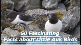 50 fascinating facts about Little Auk birds .