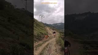 ️ Motorbike Exploration ️ Vietnam Motorbike Tours #vietnam #motorcycle #motorbike #tours #rental