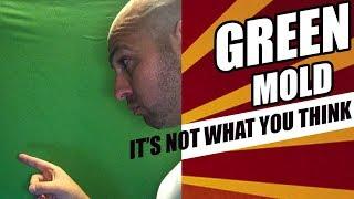Green Mold - How Dangerous & Toxic Is It?