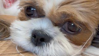 Cute Shih Tzu Dog  | Daily  | Vlog ⭐️ #shorts