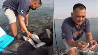 Amazing video ll How to catch Seabream ll Bait for seabream