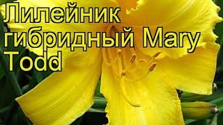 Лилейник гибридный Мери Тодд. Краткий обзор, описание характеристик hemerocallis Mary Todd