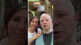 Welcome to The Little Dexter Homestead | Fixed Video #shorts