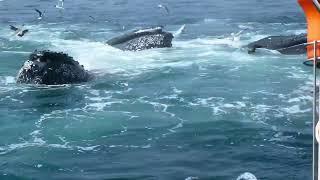 S/V Zeerob Off Cape Cod Amongst Feeding Whales