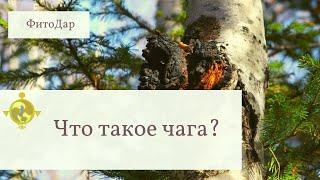 Что такое Чага? Фитодар