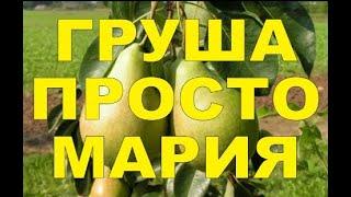 ГРУША ПРОСТО МАРИЯ - ЛУЧШИЙ ОСЕННИЙ СОРТ