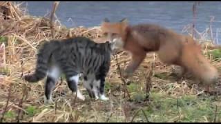 Кот против лисы. Cat vs Fox.