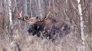 Охота на Лося на реву ( Moose hunting on the roar).