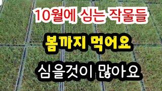 10월에 심을수 있는 작물들입니다 #10월에 심는작물  #10월에 심는 추천작물