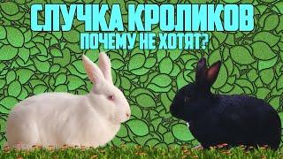 Случка кроликов|Почему не хотят?|Кролик ТВ