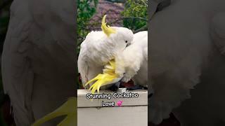 Cockatoo Love is like no other Love!  #parrot #tricks #cutebird