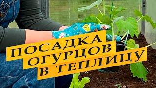 Посадка огурцов в теплицу