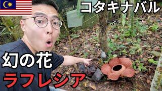 コタキナバル幻の花ラフレシアを見た【キナバル山/ポーリン温泉/キャノピーウォーク】【山を観光する編】