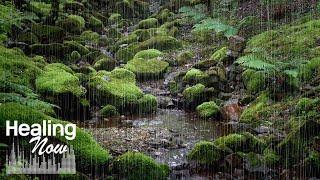 Water and Rain Sounds in a Deep Forest where Fairies seem to Live - Nature Sounds for Sleep, Relax