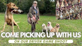 Picking up on a pheasant shoot : 4 drives, 3 dogs and a behind the scenes look at how it all works