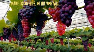 Make discoveries, in the vineyard #discovery #grape #garden #harvesting #vine #agriculture #fruit