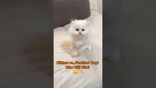 Kitten Meowing🪶 #viralvideo #funny #animalshorts #aniclips