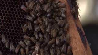 LSU AgCenter Teaches Beekeepers the Business of Bees