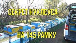 Вывод маток и  заселение пчелами нуклеусов на 145 рамку , подсадка маток . Продажа маток  бакфаст.