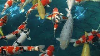 How Many Koi Can I Put In My Pond?