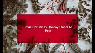 Poisonous Holiday Plants for Pets | Christmas