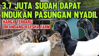 JRABANG JOMBO PASUNG BLUER ‼️ TERBARU DOROAN DAN INDUKAN KAMBING PE KALIGESING FREE ONGKIR SE JAWA
