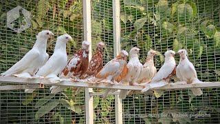 Узбекские двухчубые голуби Каканда и Намангана, октябрь 2021 / Uzbek Pigeons / Usbekische tauben