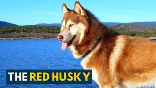 Red Husky: 10 Amazing Facts About The Gorgeous Siberian Husky Dog!