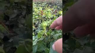 Garden roses Tahiri
