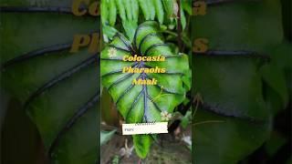 Unboxing RARE Ancient Egyptian Mask Plant! (Colocasia Pharaoh 2024)