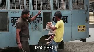 In Defense of Animals India (IDA India) - Yes I am the Change