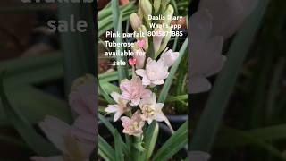 Pink Parfait very costly tuberose ( 2 mature bulbs available) What's app 8015871885 #sale #trending