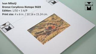 Mikolji Bronze Corydoras Biotope 9669 4 x 6 Prints