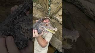 Prehistoric animal!  