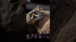Манул Намика забралась на высокую полочку умыться. Ленинградский зоопарк