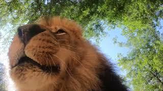 Pride Of Lions Finds Hidden Camera And Runs Off With It