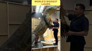 Are Megalania the LARGEST Extinct Lizard of All Time?#shortvideo #ytshorts #viralshorts #megalania