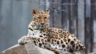 AMUR LEOPARD - Endangered and Mysterious